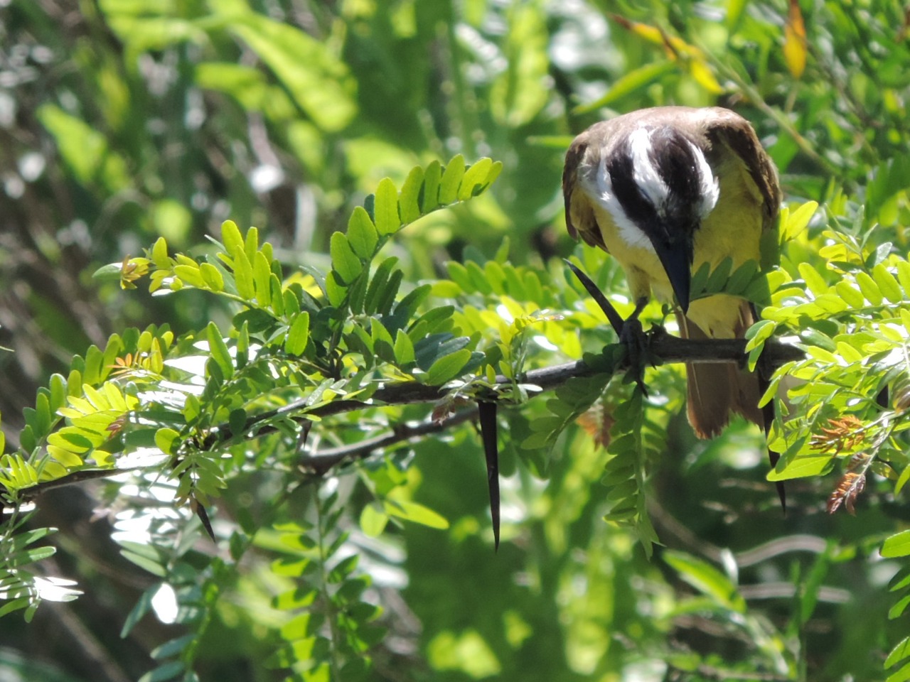 WhatsApp Image 2024-12-18 at 7.13.59 PM (1)