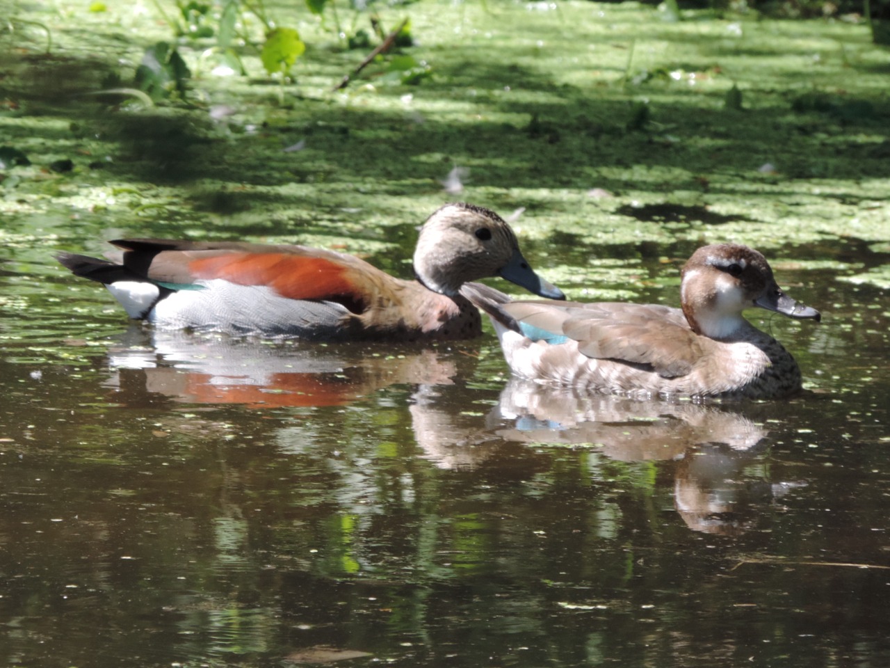 WhatsApp Image 2024-12-18 at 7.14.00 PM (1)