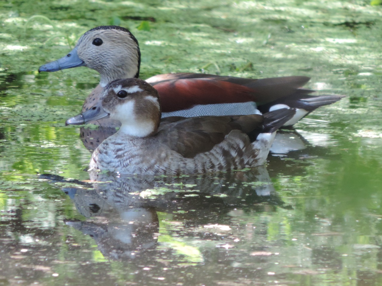 WhatsApp Image 2024-12-18 at 7.14.00 PM (2)