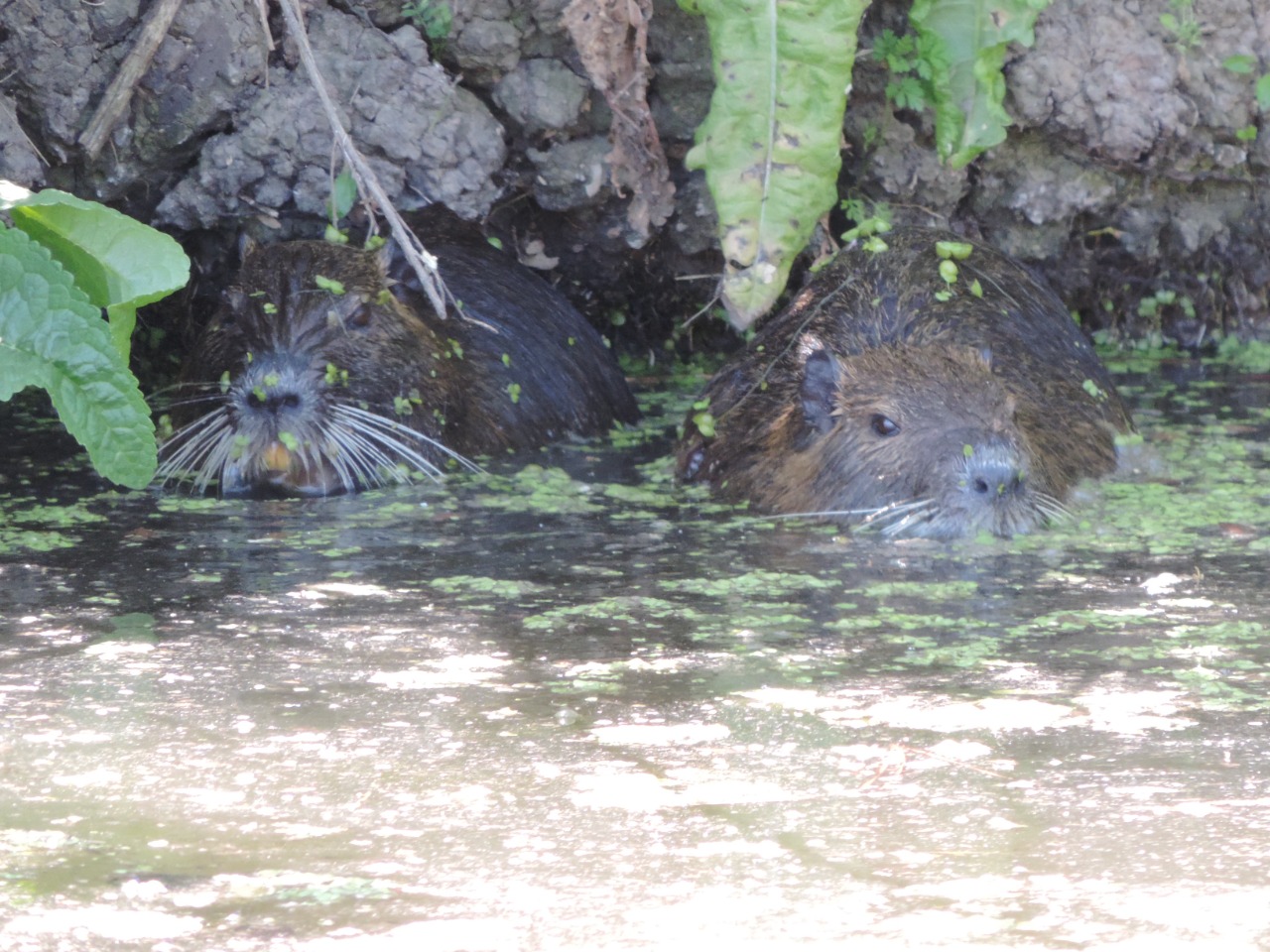 WhatsApp Image 2024-12-18 at 7.14.00 PM (3)