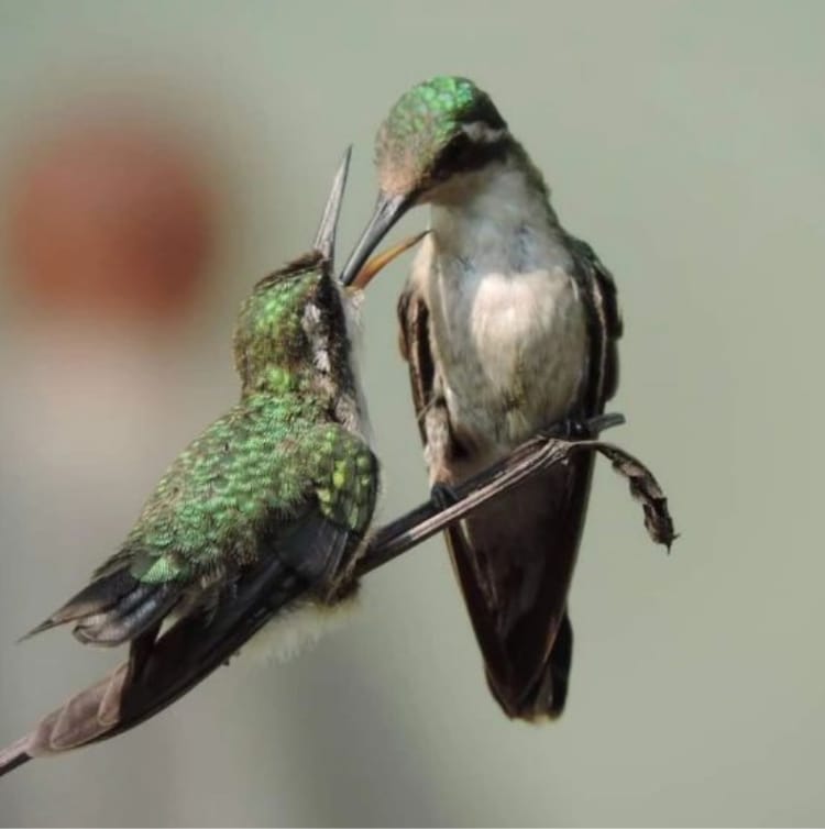 WhatsApp Image 2024-12-18 at 7.14.01 PM (2)