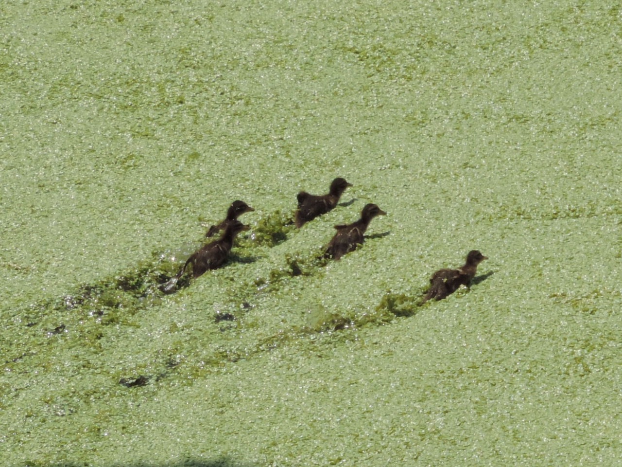 WhatsApp Image 2024-12-18 at 7.14.01 PM (3)