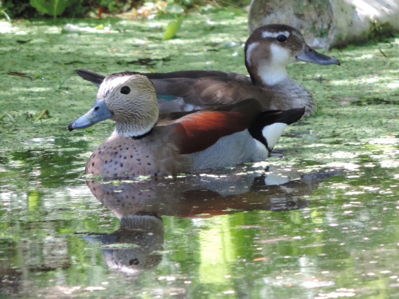 WhatsApp Image 2024-12-18 at 7.14.01 PM (4)