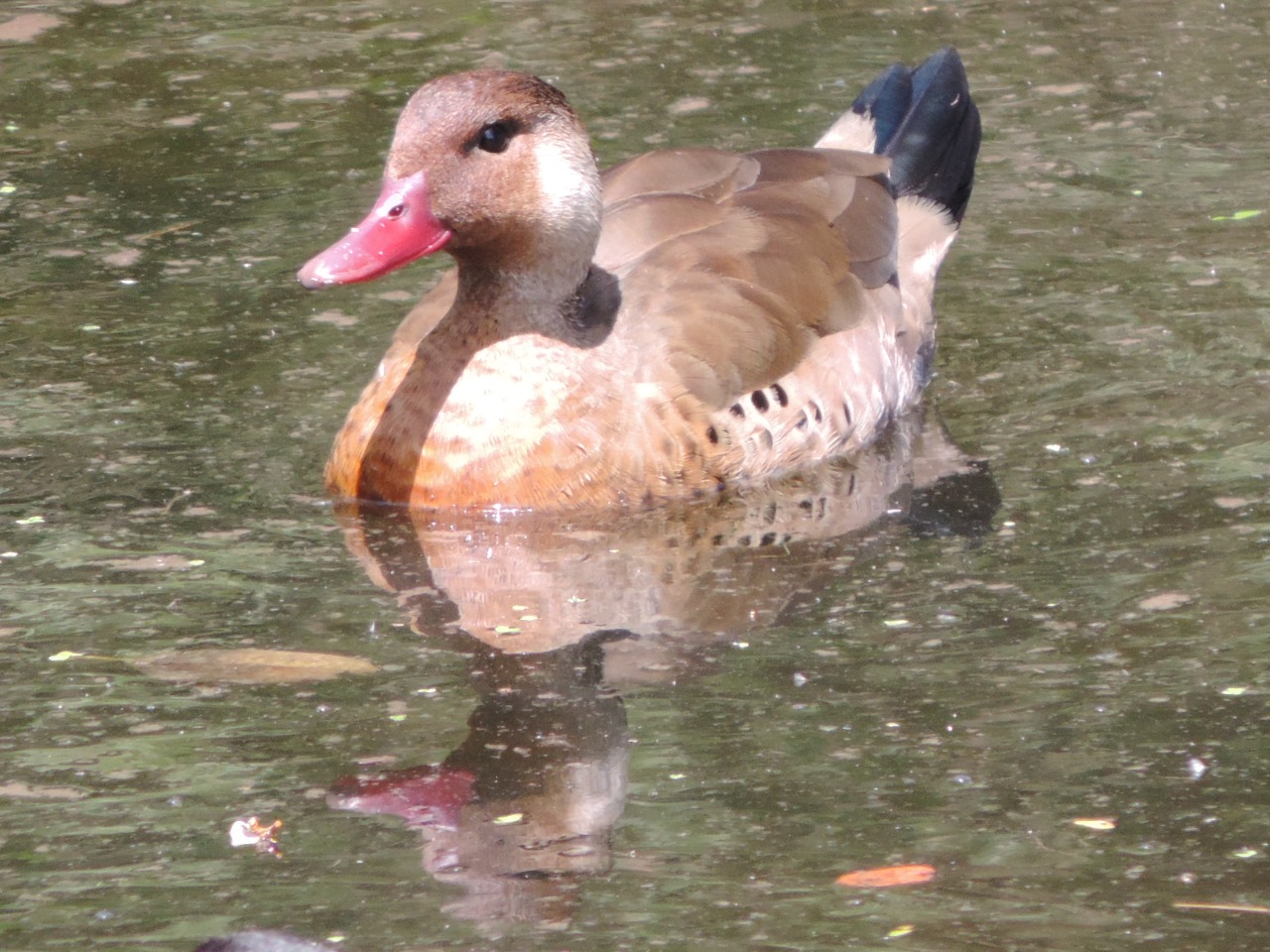 WhatsApp Image 2024-12-18 at 7.14.01 PM