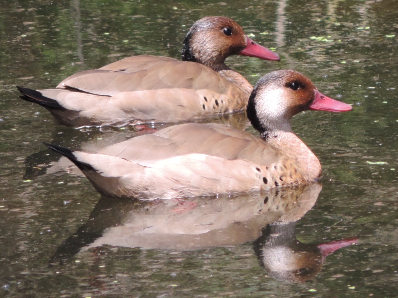 WhatsApp Image 2024-12-18 at 7.14.02 PM (3)