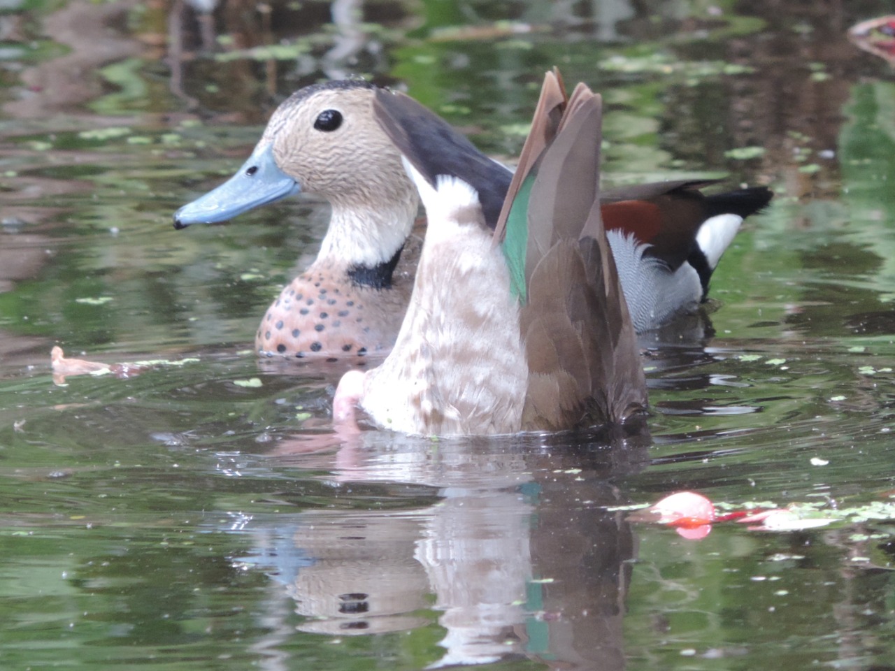 WhatsApp Image 2024-12-18 at 7.14.03 PM