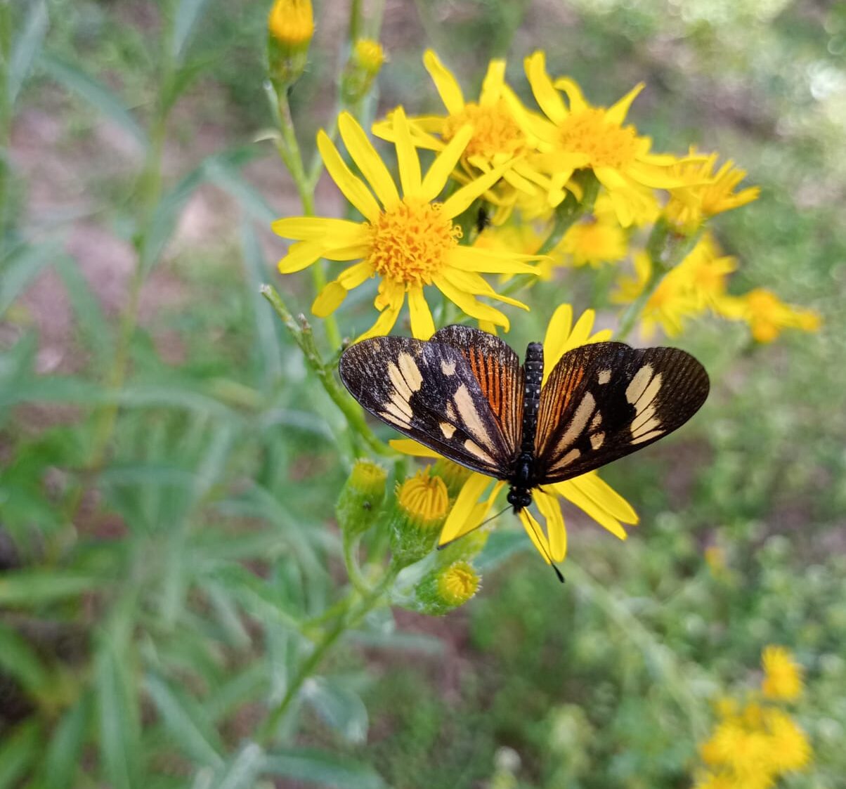 WhatsApp Image 2024-12-18 at 7.14.07 PM