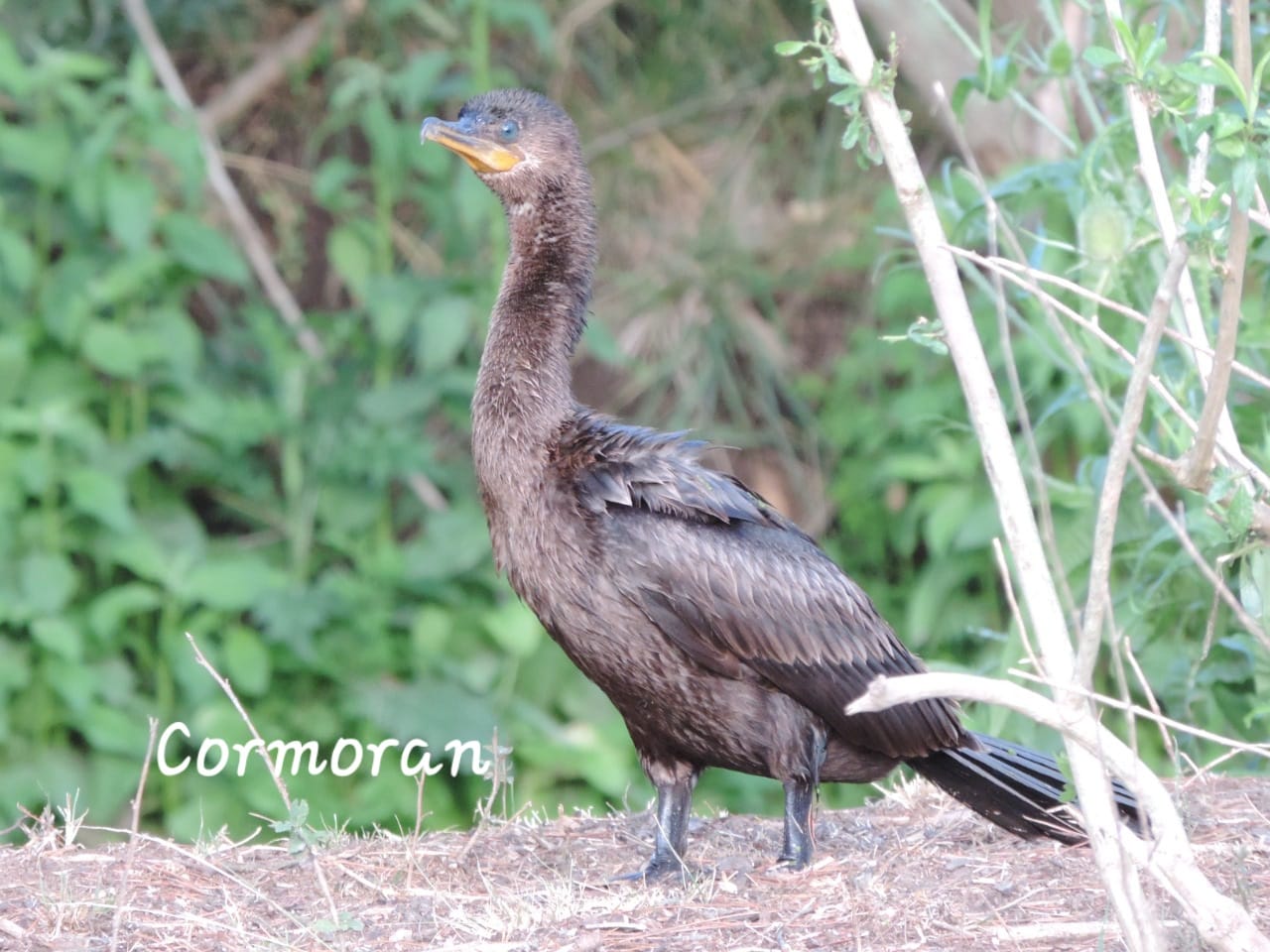 WhatsApp Image 2024-12-19 at 6.26.01 PM (3)